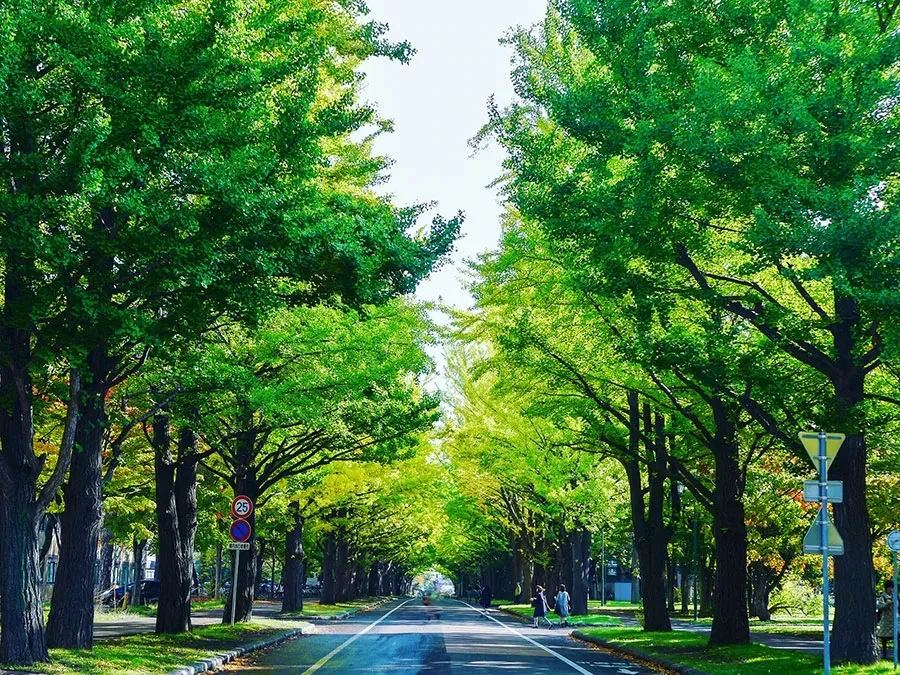 北海道大学の銀杏並木