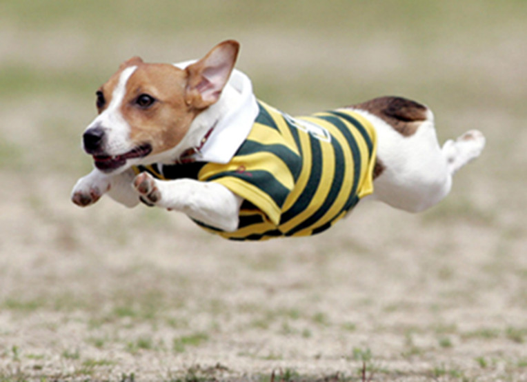 飛行犬