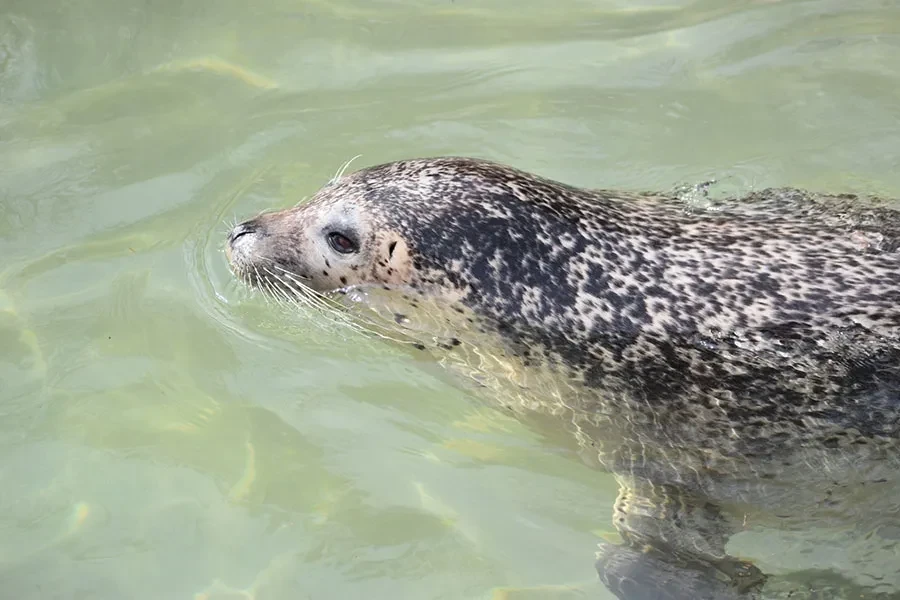 ゴマフアザラシ