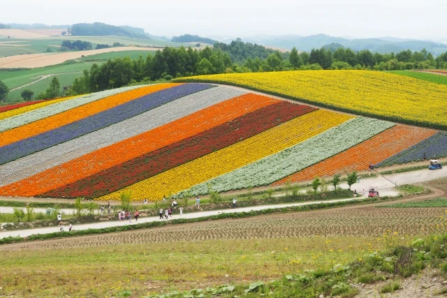 北海道の花畑