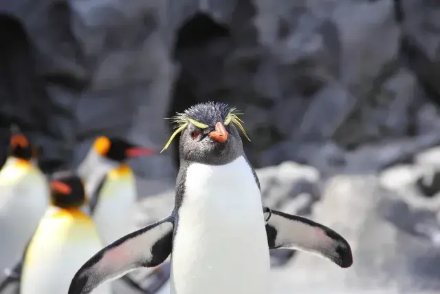 ペンギン