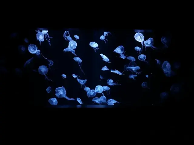 クラゲ