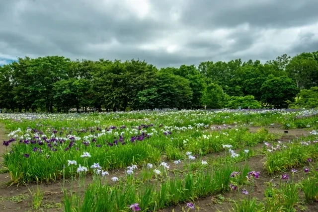 八紘学園花菖蒲園