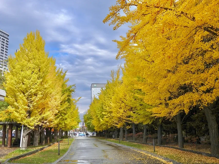 北海道大学の銀杏並木
