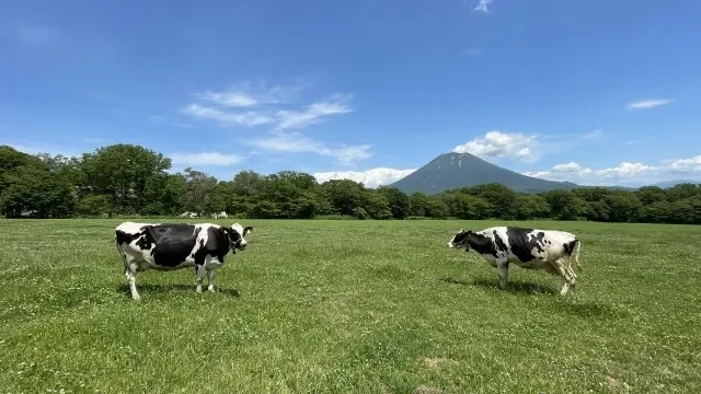 ニセコ高橋牧場と羊蹄山