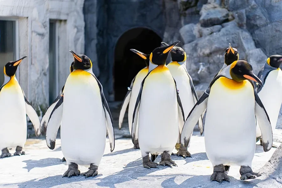 上を向くペンギン