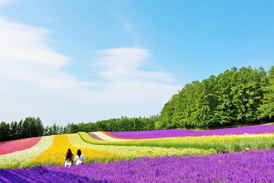 富良野の花畑