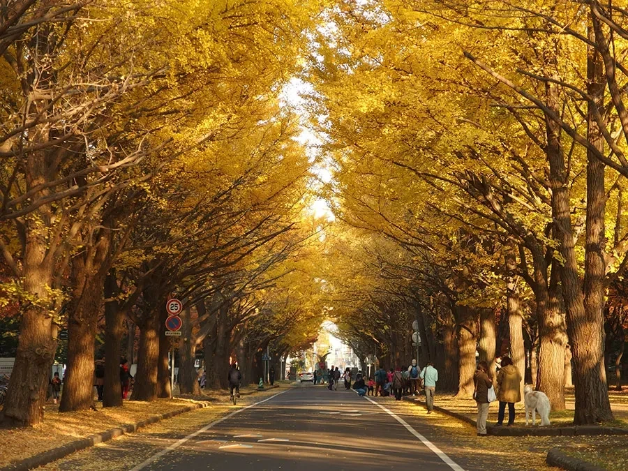 北海道大学の銀杏並木