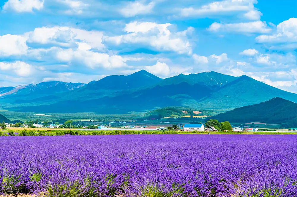 旭川・富良野エリアの観光