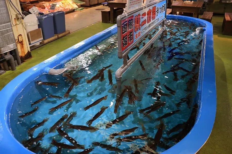 函館市場のイカ