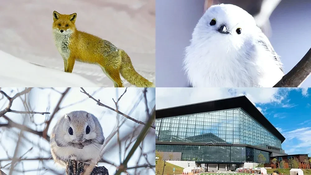 北海道で出会える動物10種｜野生観察や動物園で楽しむ観光ガイド