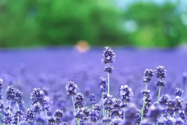 ファーム富田のラベンダー