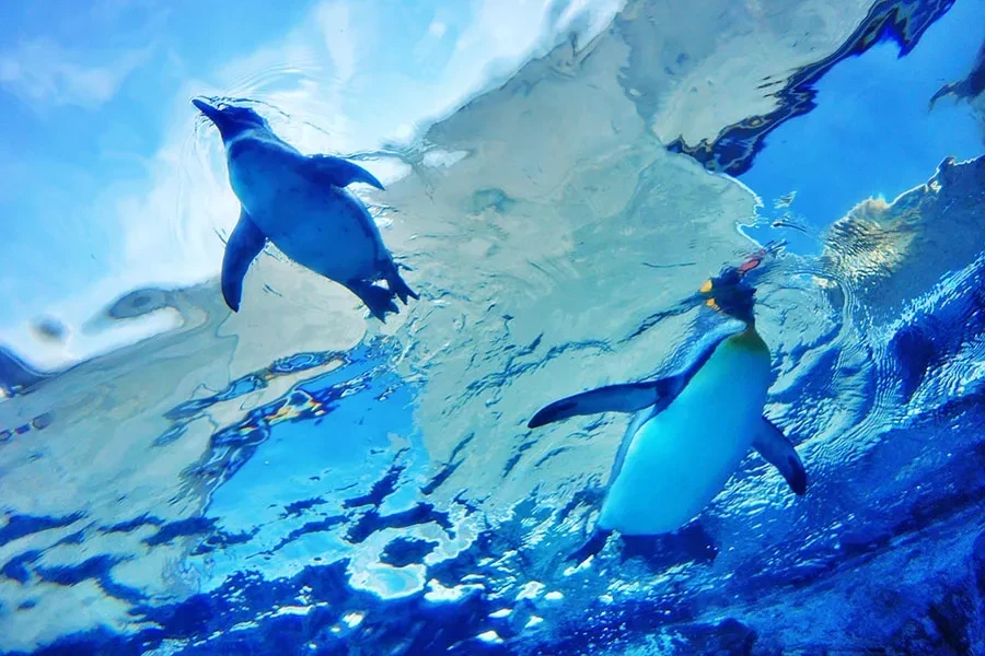 旭山動物園の泳ぐペンギン