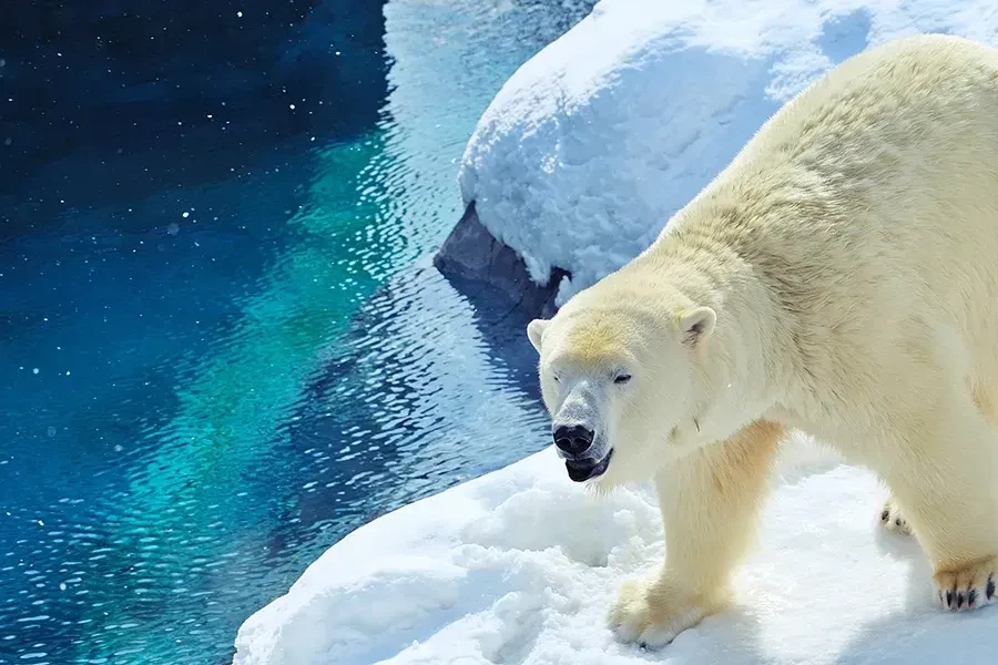 札幌市円山動物園 ホッキョクグマ館