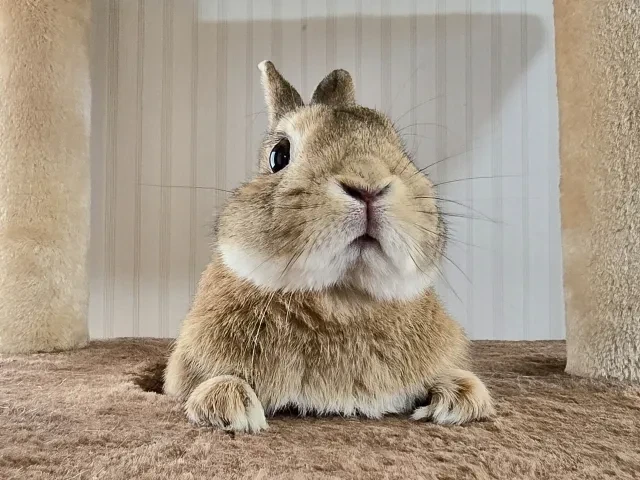 ウサギ