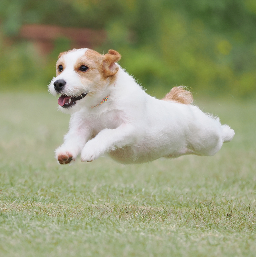 飛行犬