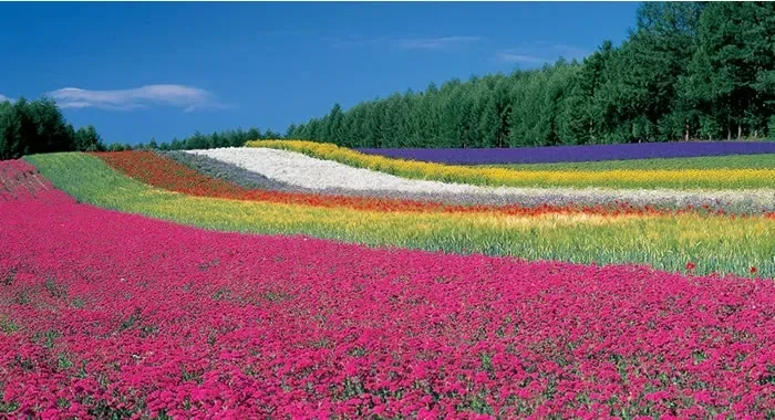 ファーム富田