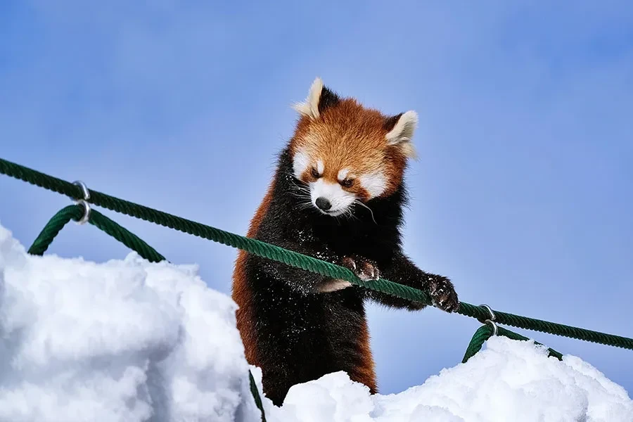 レッサーパンダ