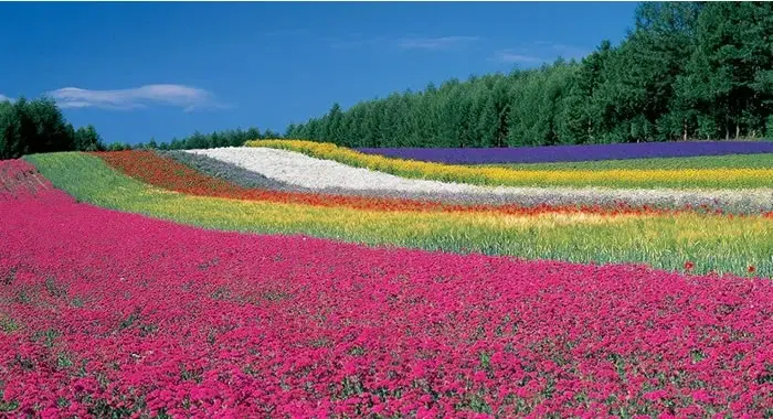 ファーム富田