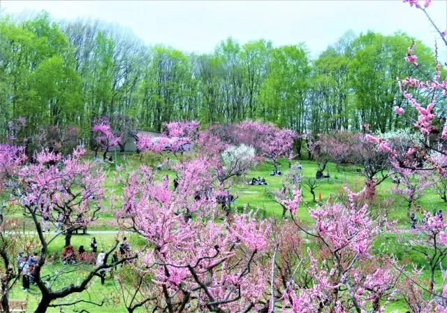 平岡公園の梅林