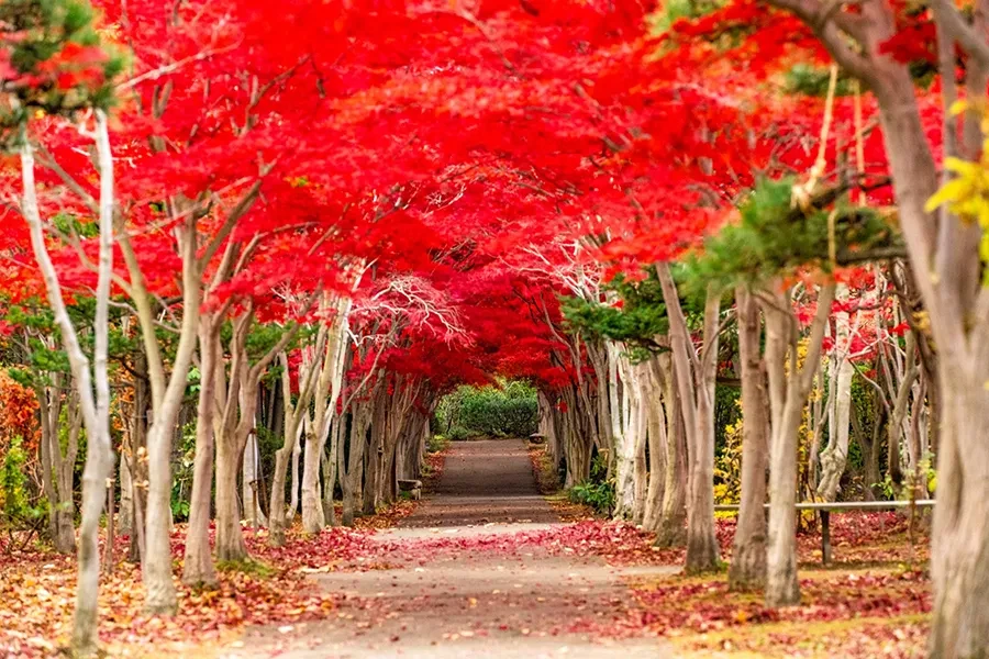 平岡樹芸センター　紅葉