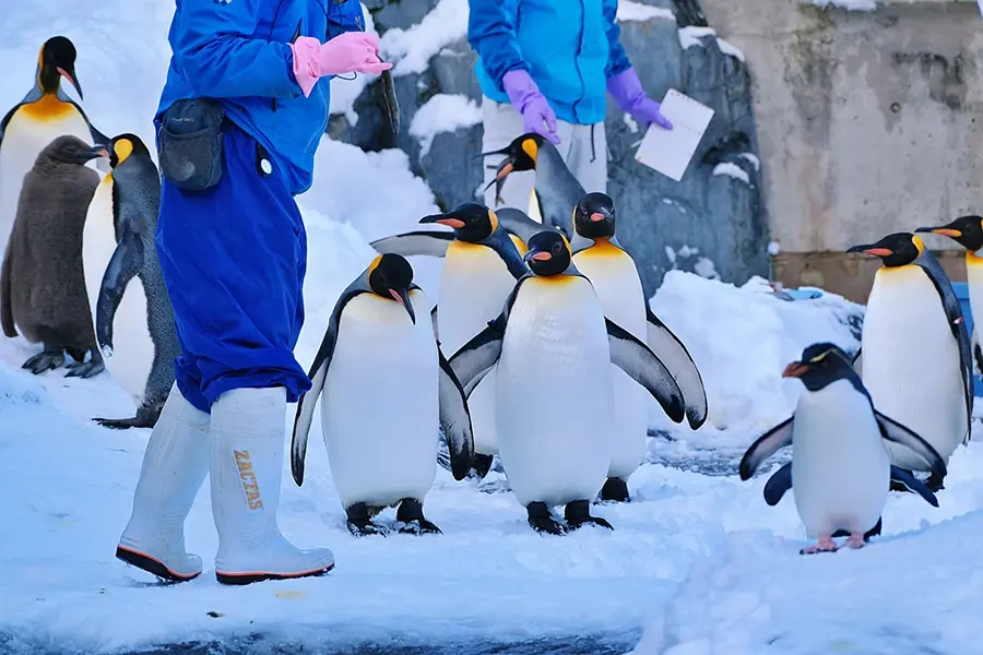 ペンギン