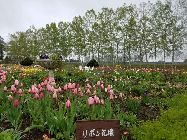 白樺とチューリップ（北海道　十勝）紫竹ガーデン　帯広