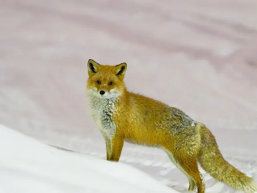 キタキツネ