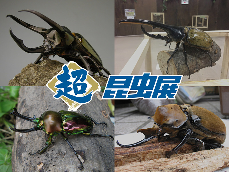 超昆虫展イメージ1